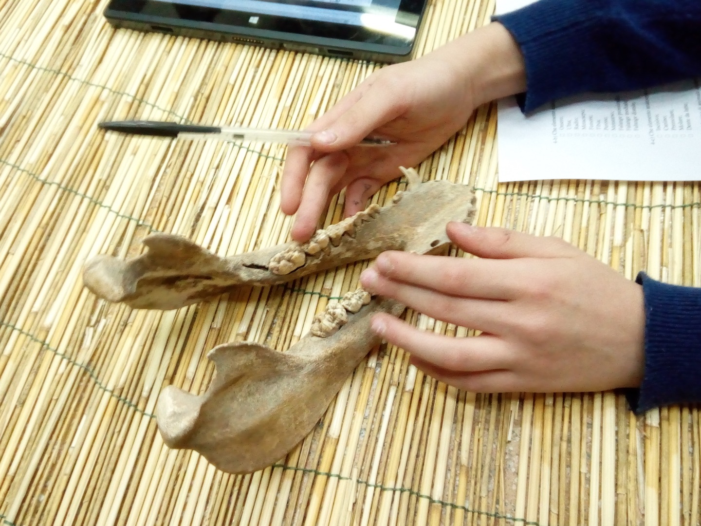 Foto 26 - Lab. Animali preistorici